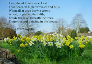 daffodils with poem