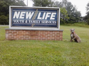 baretta, a pit bull, in front of New Life sign