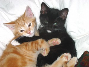 Two kittens hugging